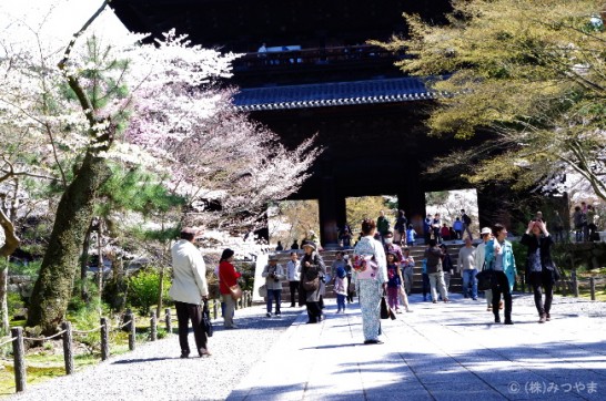桜の見どころ・観光で賑わう南禅寺