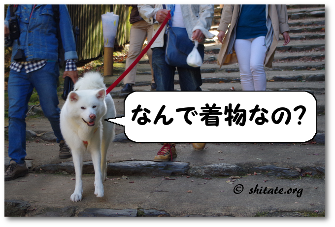 神護寺の犬