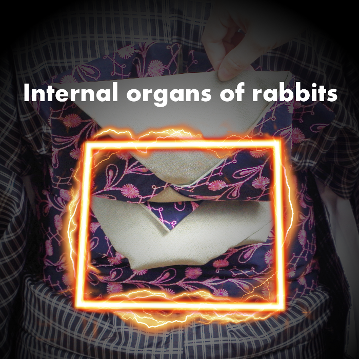 Internal organs of rabbits